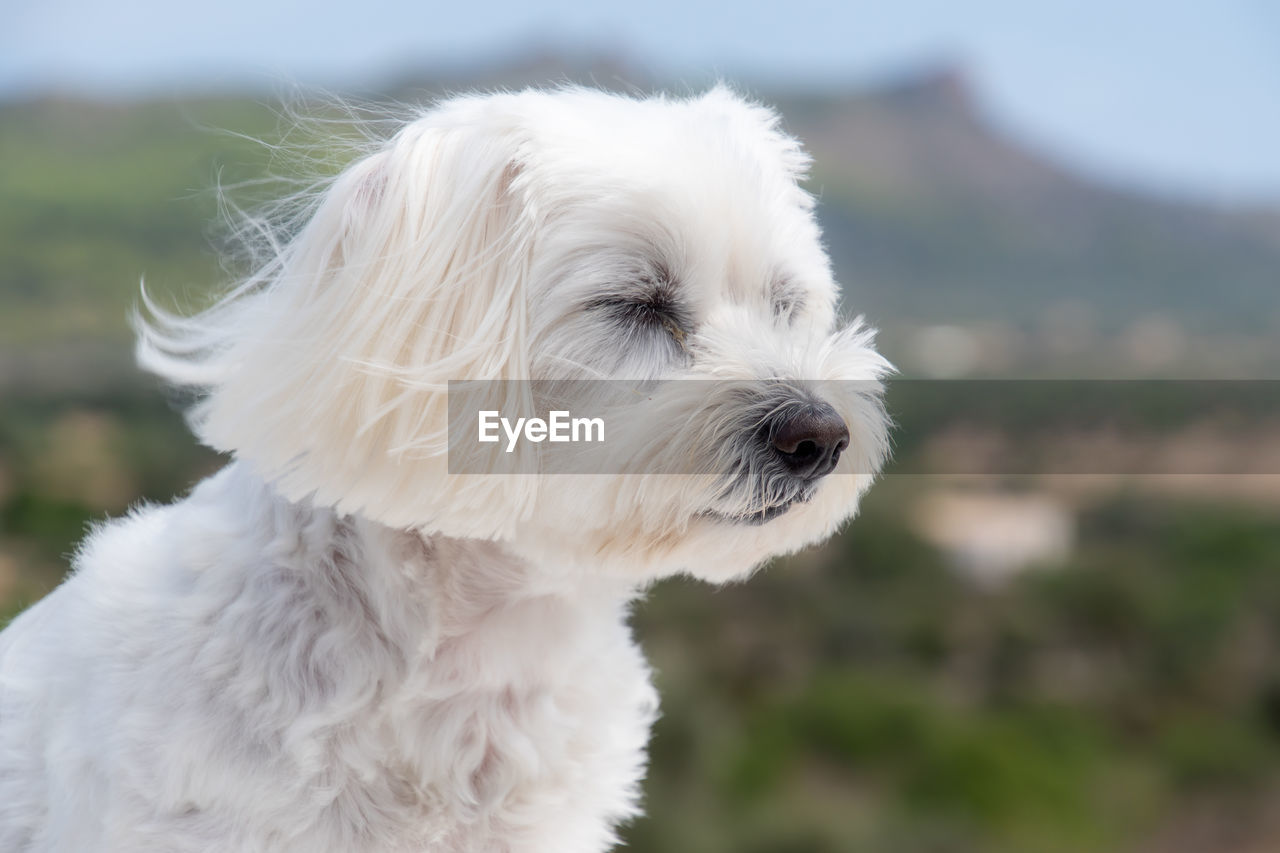 Close-up of white dog