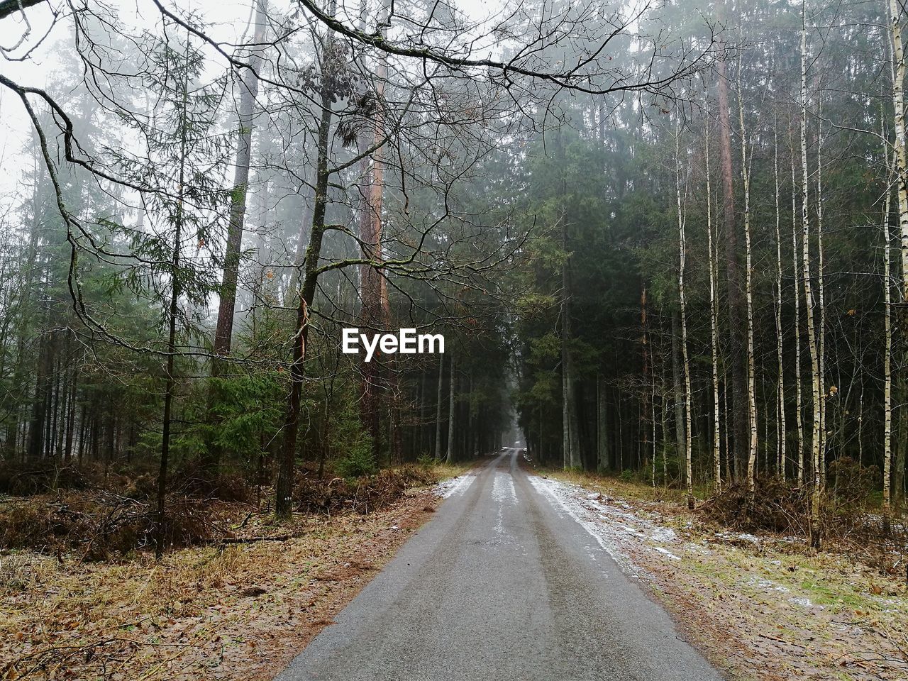 ROAD PASSING THROUGH FOREST