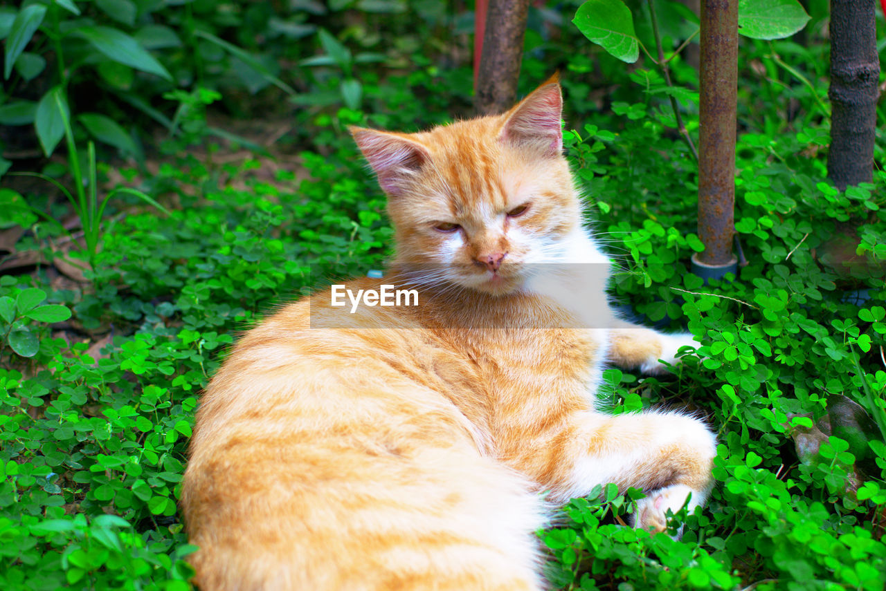 Cat resting on a green plants