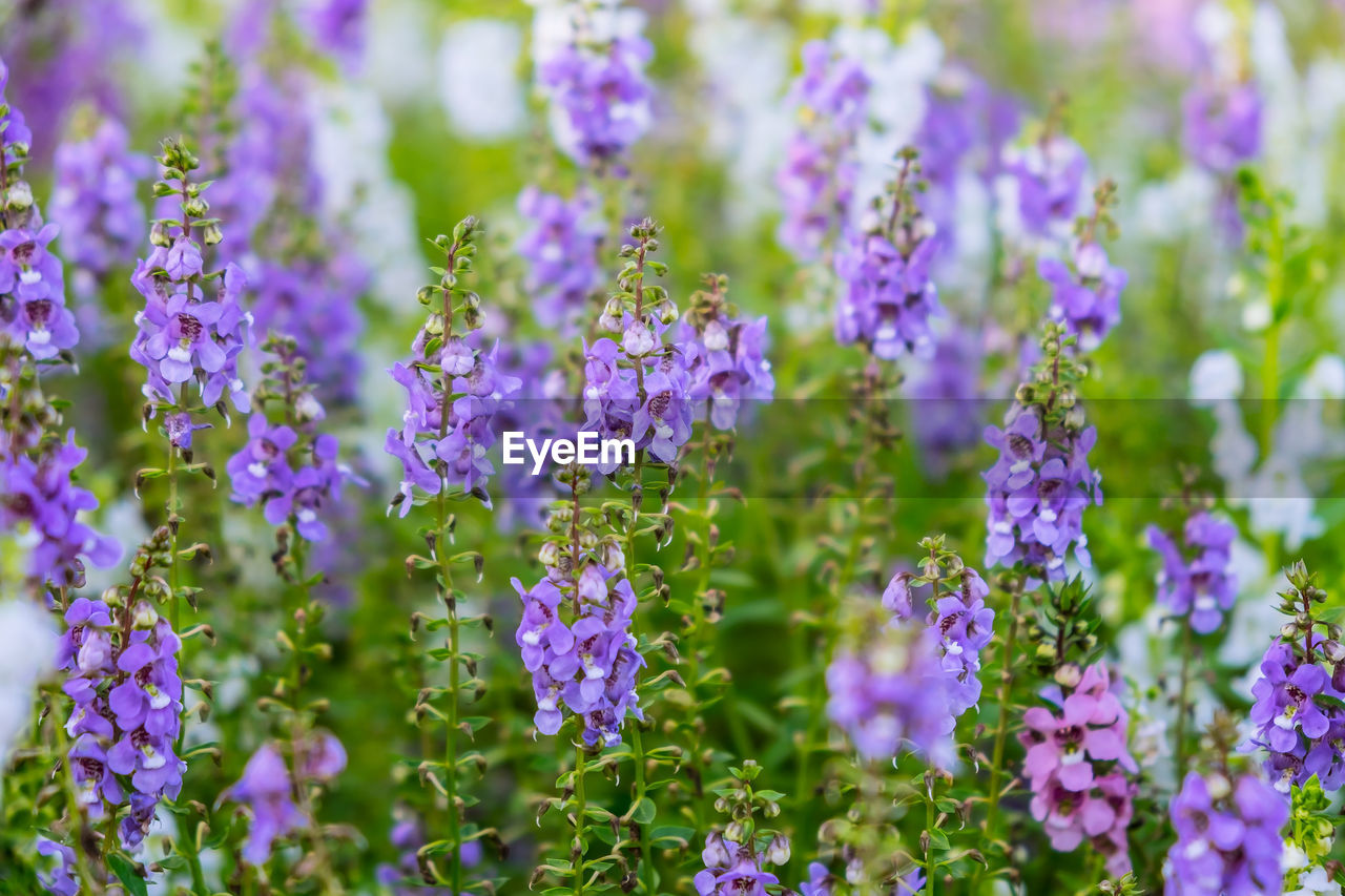 Close-up of purple flowering plants on field