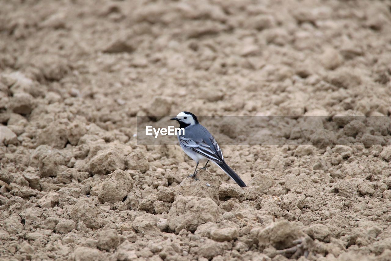 close-up of bird