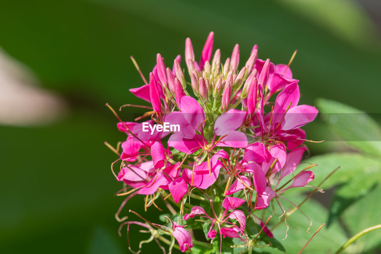 flower, flowering plant, plant, beauty in nature, freshness, pink, nature, close-up, blossom, macro photography, fragility, wildflower, petal, flower head, growth, inflorescence, plant part, leaf, outdoors, focus on foreground, springtime, no people, magenta, green, purple, environment, animal wildlife, selective focus, shrub, botany, day, animal themes, animal, summer, vibrant color