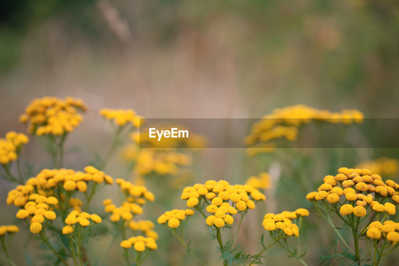 CLOSE-UP OF FRESH YELLOW FLOWERS