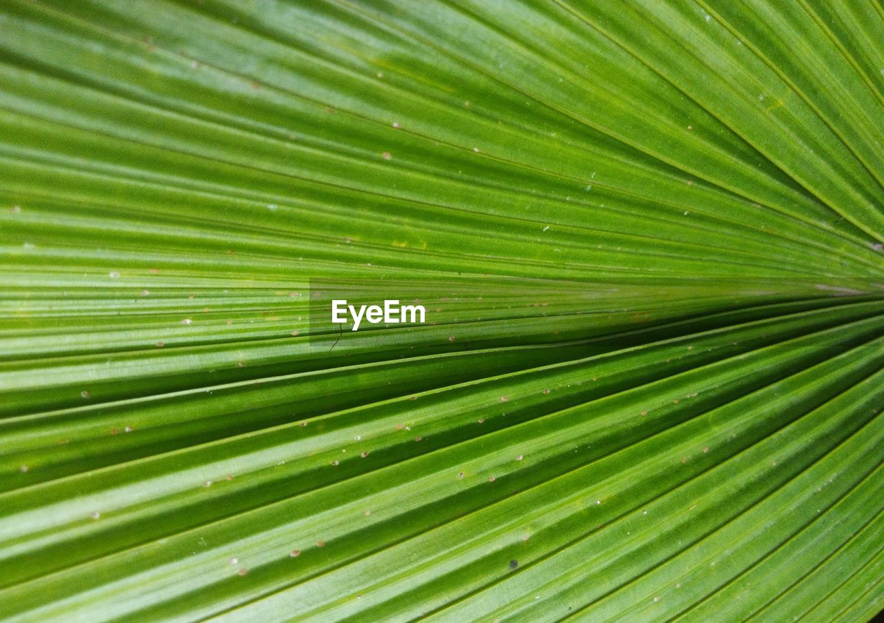 full frame shot of palm leaves