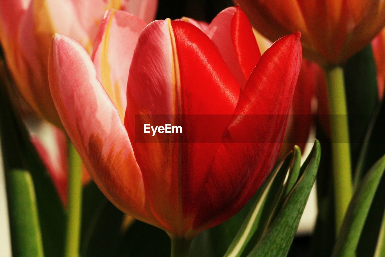 flower, plant, flowering plant, beauty in nature, freshness, close-up, tulip, petal, fragility, growth, flower head, inflorescence, plant stem, nature, red, no people, leaf, focus on foreground, plant part, botany, springtime, outdoors, blossom, day, macro photography