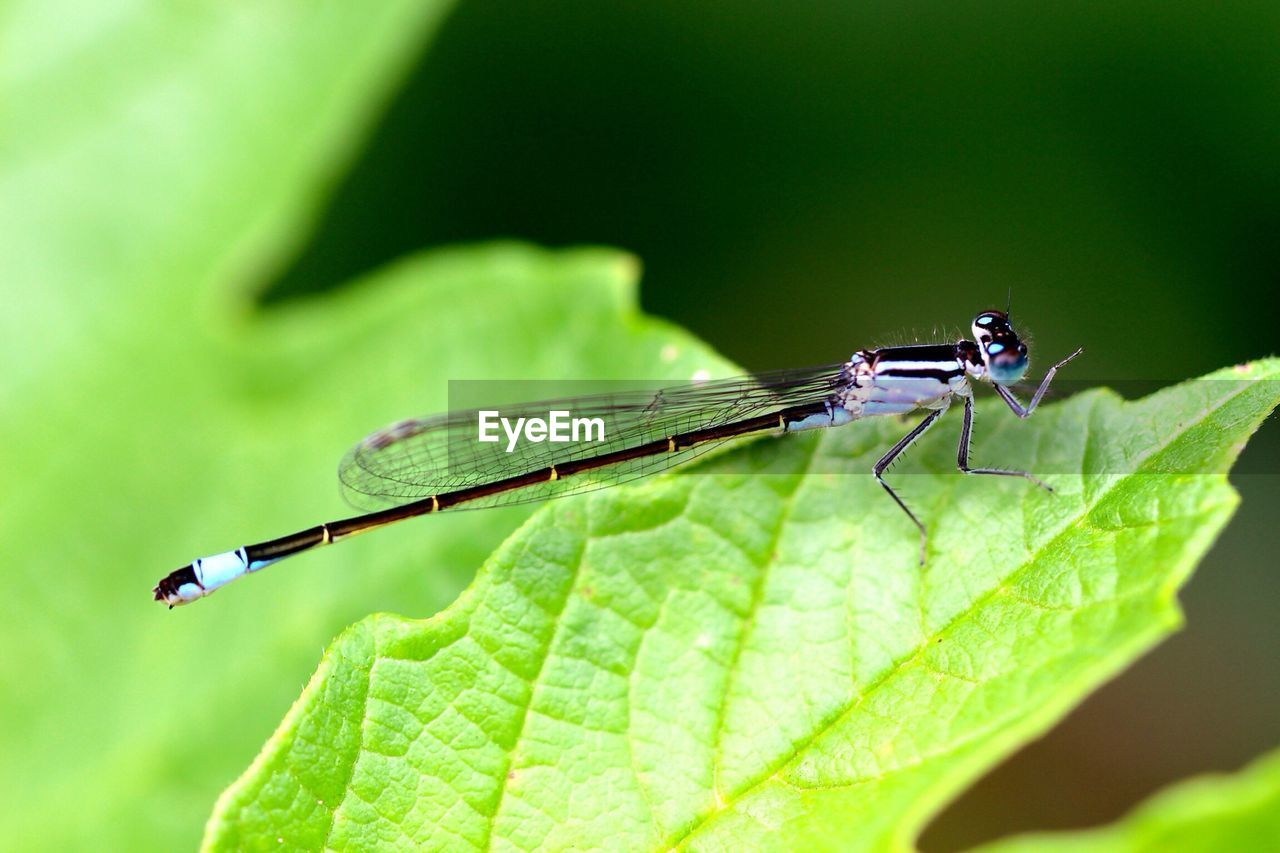 Dragonfly on leaf