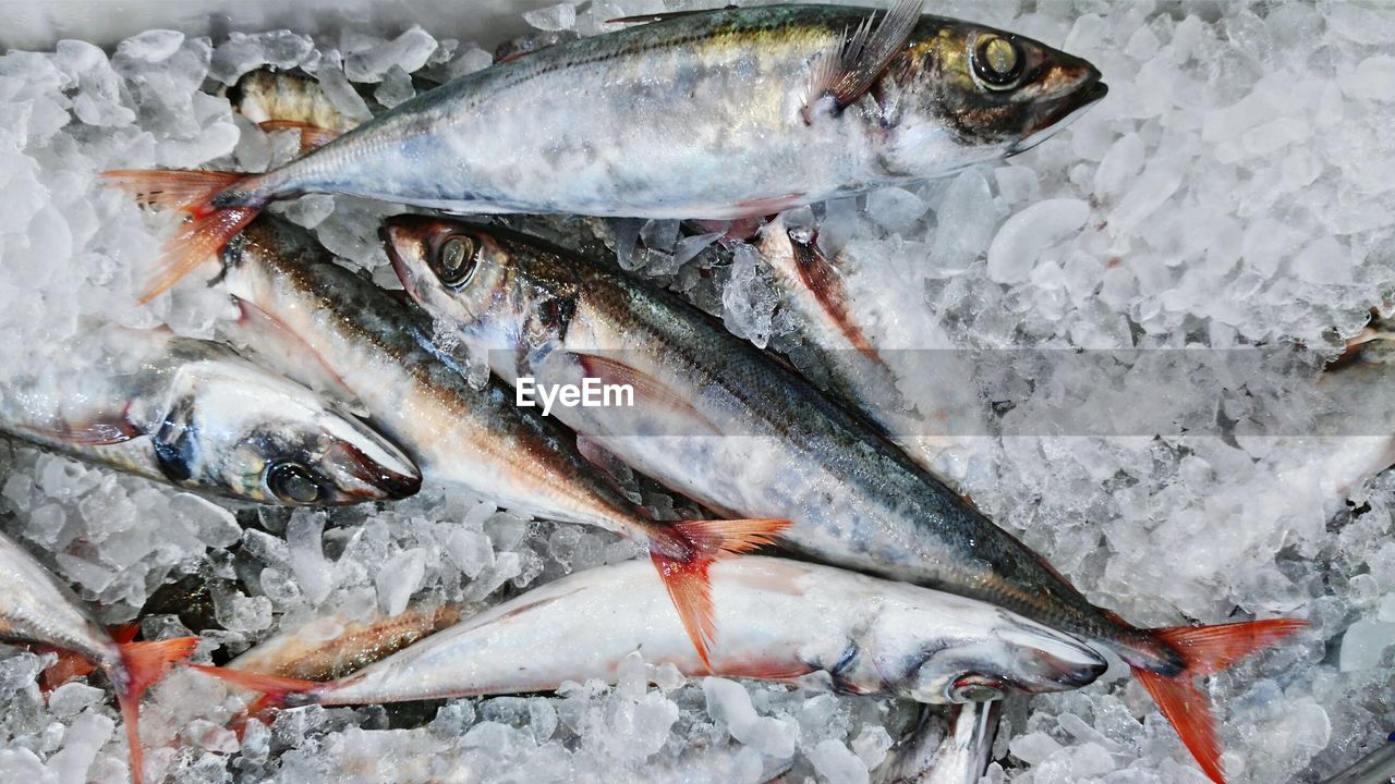 High angle view of fish for sale at market