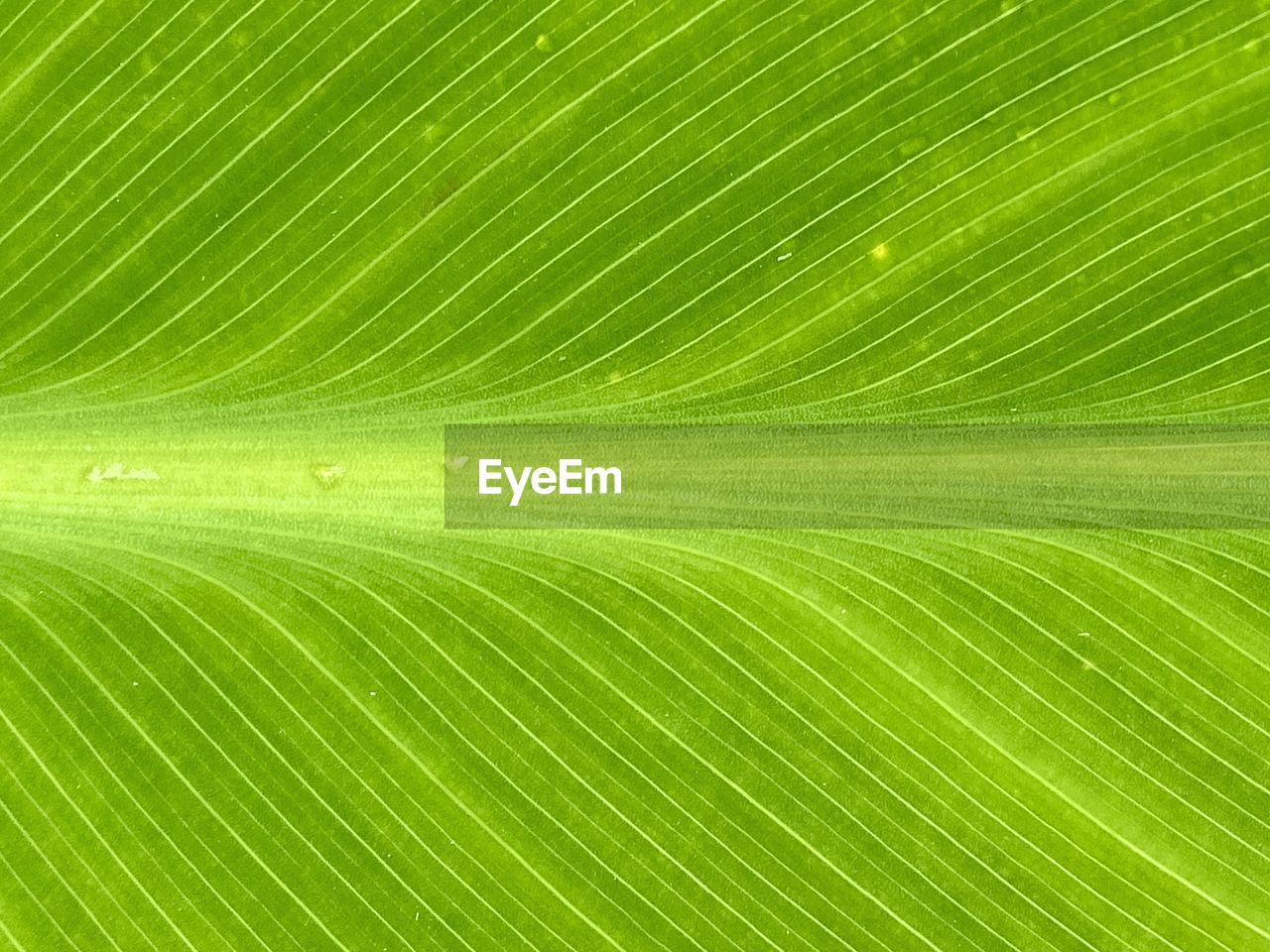 Full frame shot of palm leaf