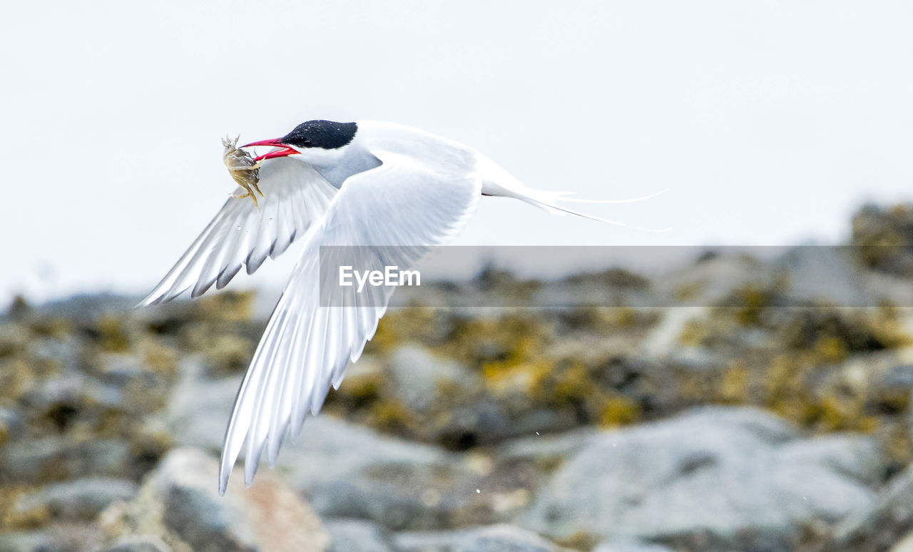 BIRD FLYING OVER ROCK