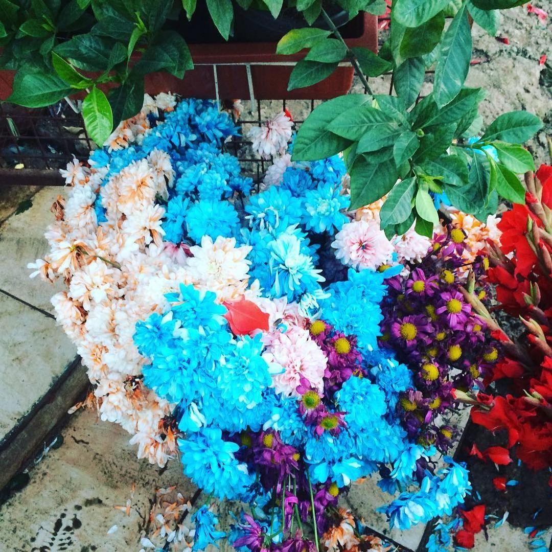 CLOSE-UP OF MULTI COLORED PLANTS