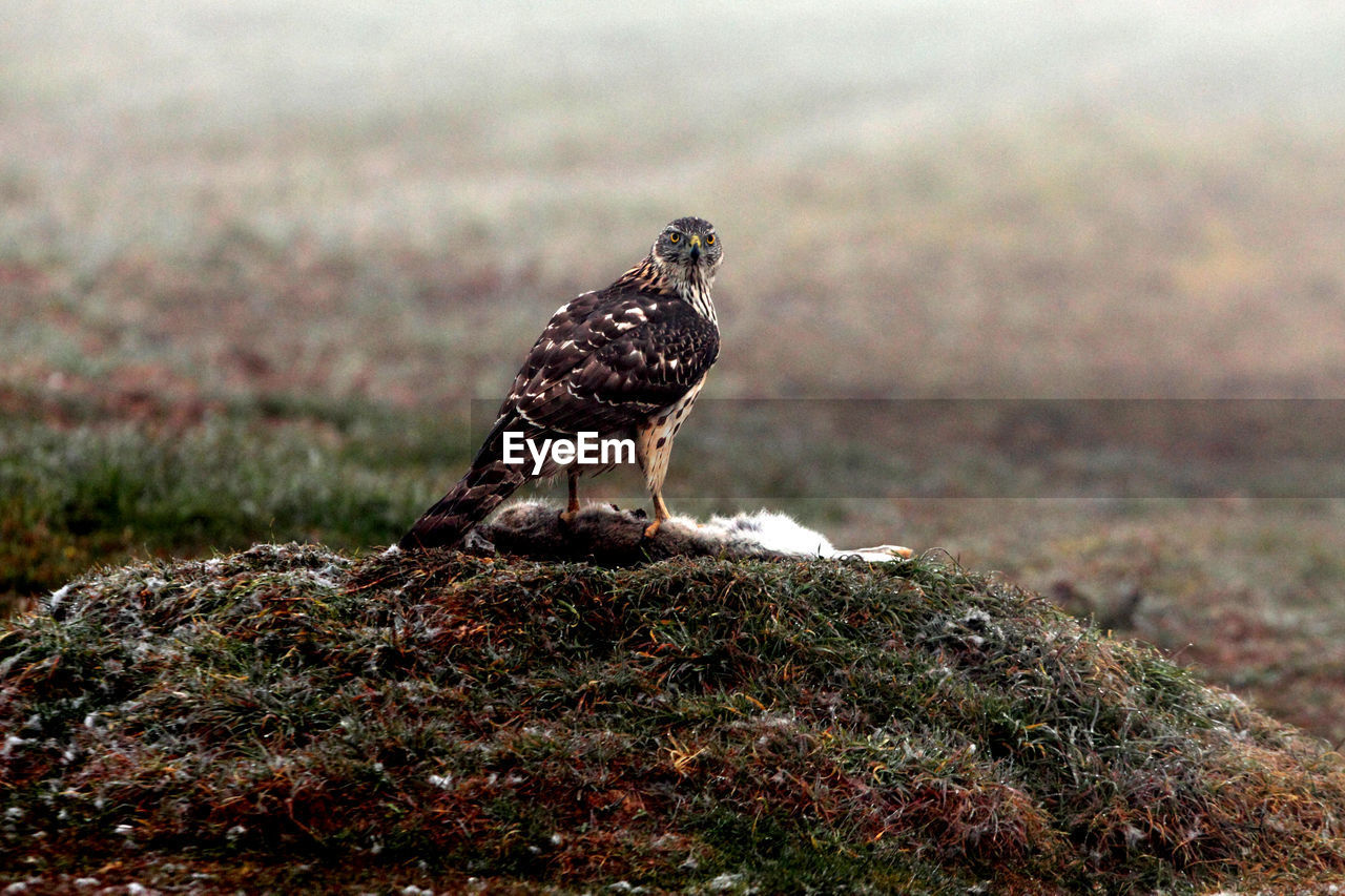 BIRD PERCHING ON A WOOD