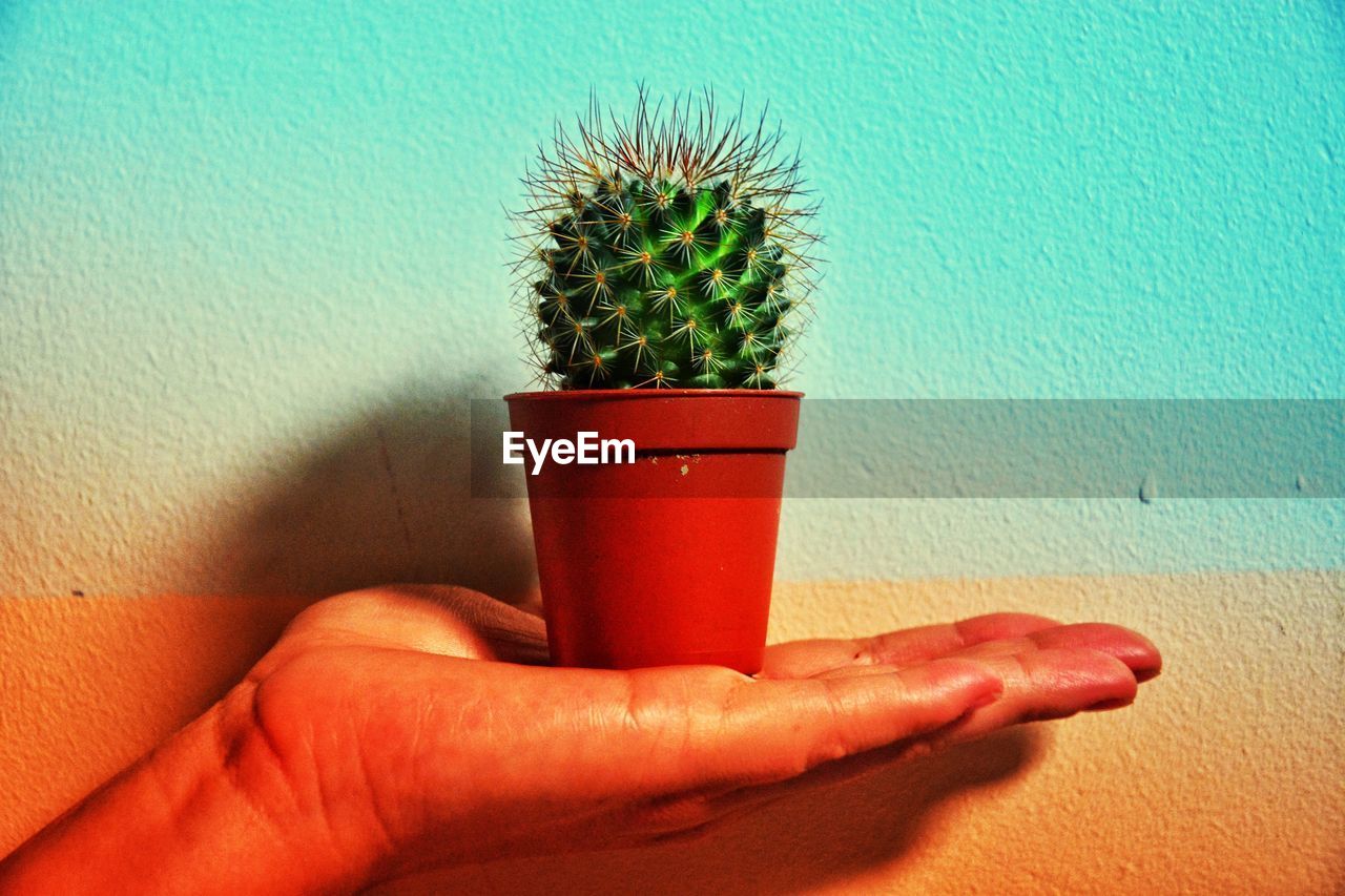 Close-up of hand holding cactus plant against wall
