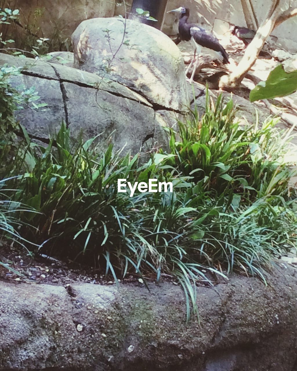 PLANTS GROWING ON ROCKS