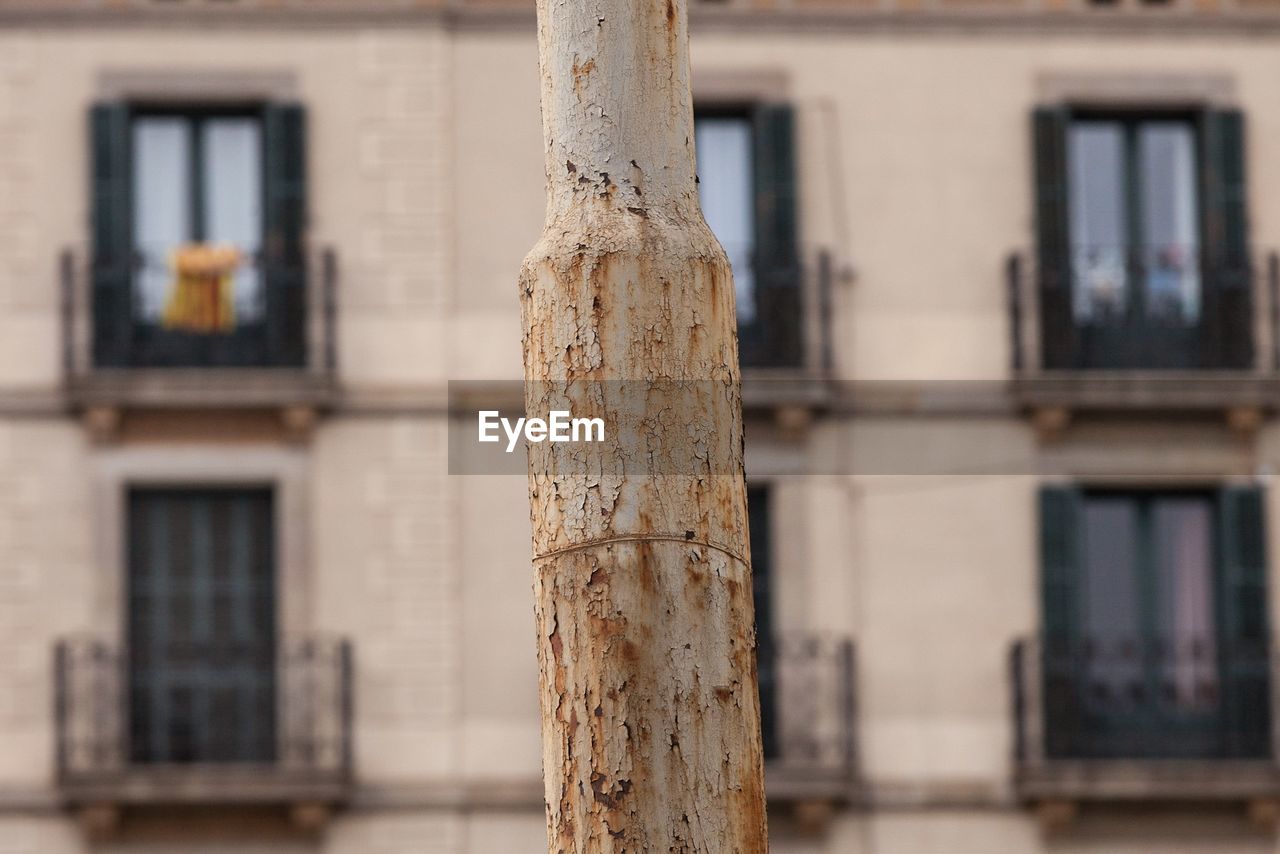 Close-up of tree trunk against building