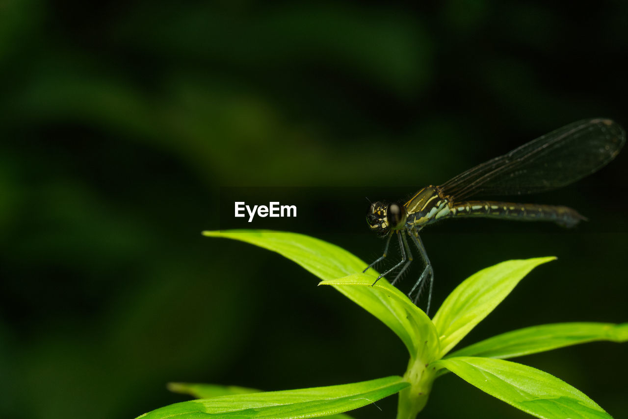 CLOSE-UP OF GRASSHOPPER