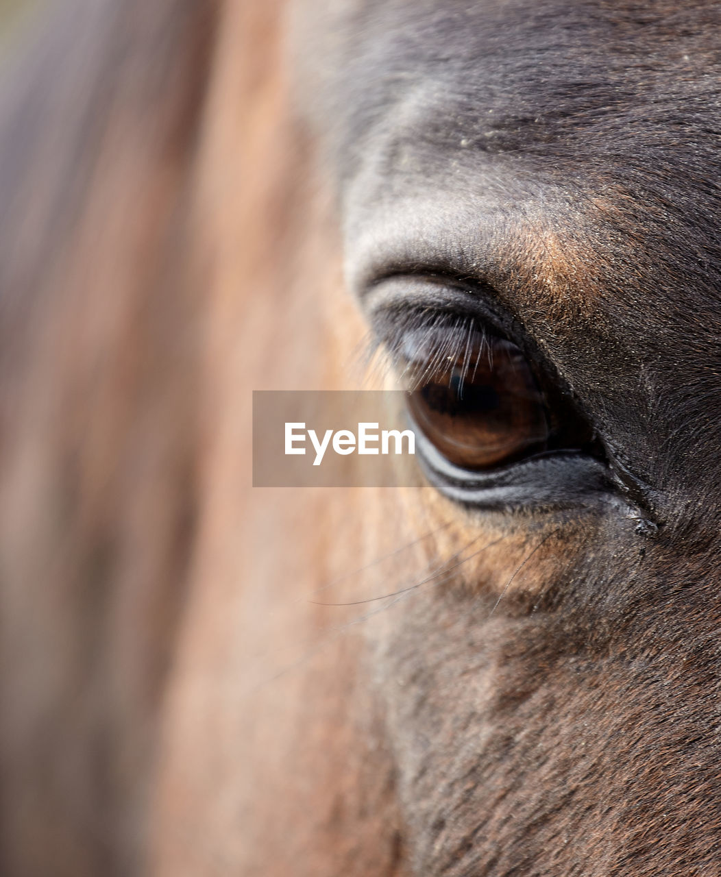 Close-up of horse eye