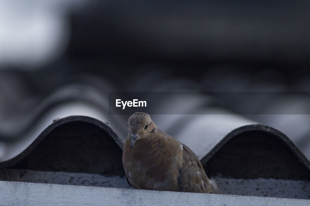 Close-up of bird on roof