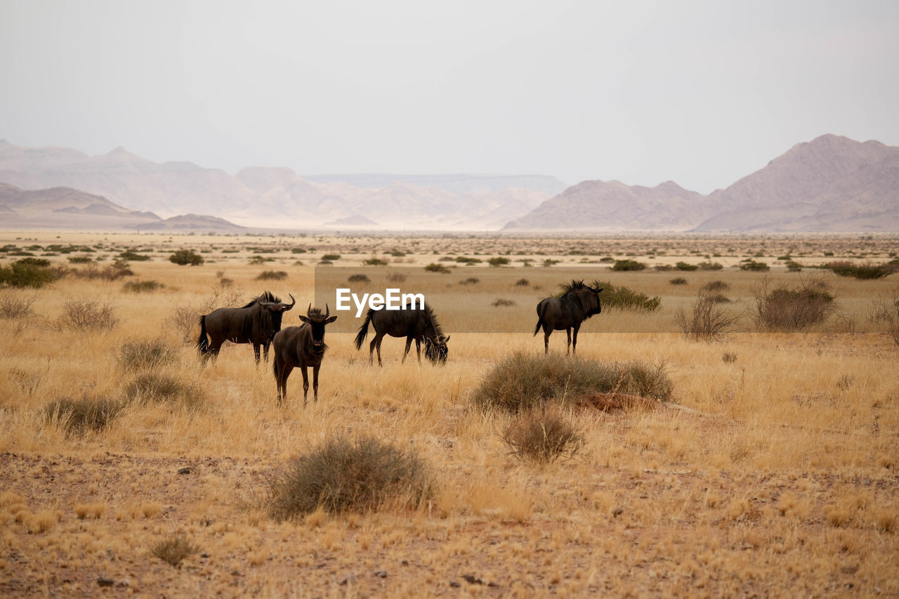 horses grazing on field against sky