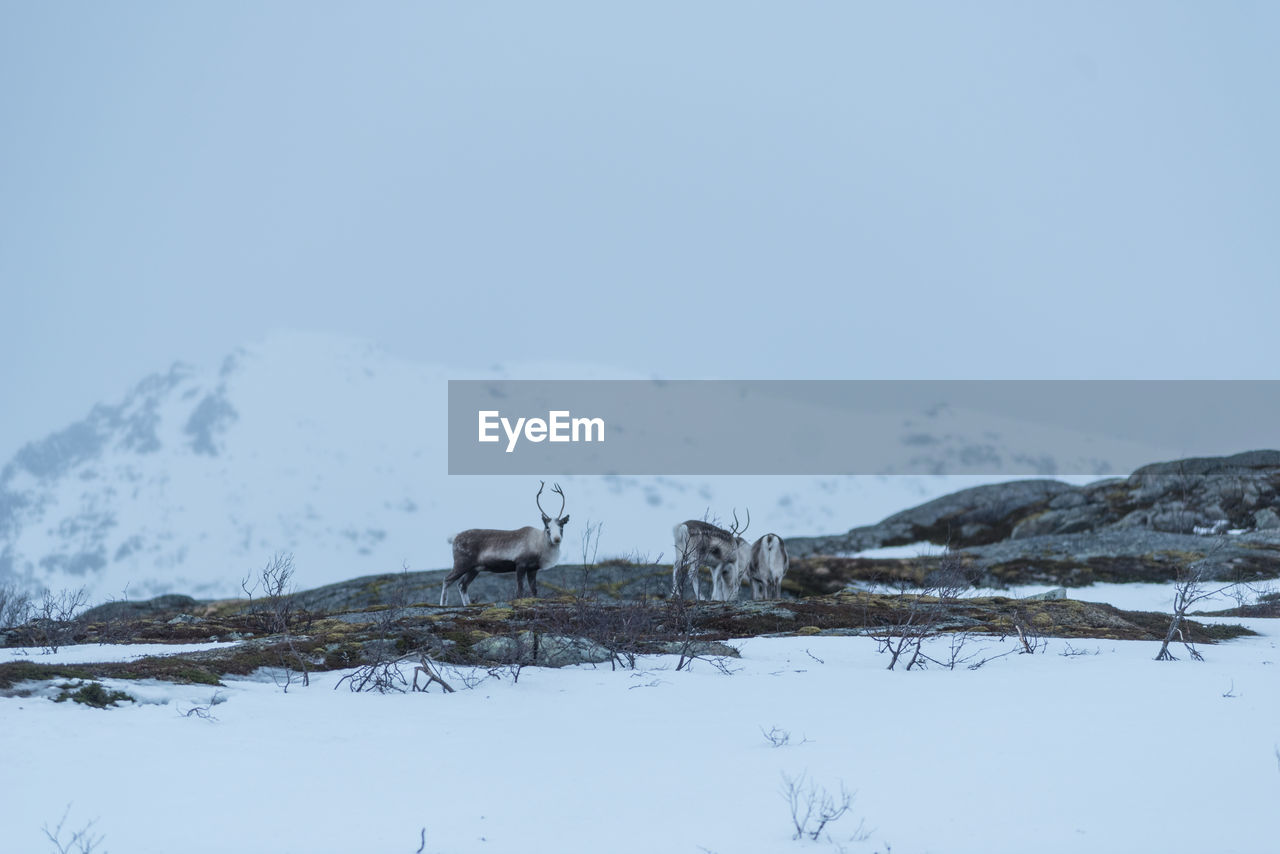 SHEEP STANDING ON SNOW FIELD AGAINST SKY