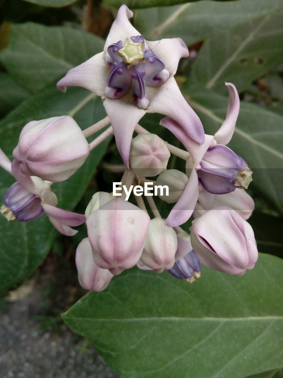 CLOSE-UP OF PINK FLOWERS ON PLANT