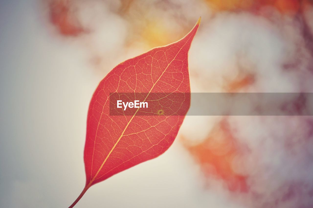 Close-up of red maple leaves against blurred background