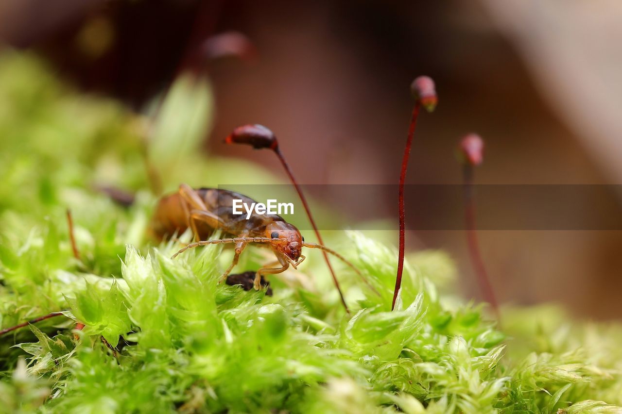 Close-up of insect on plant