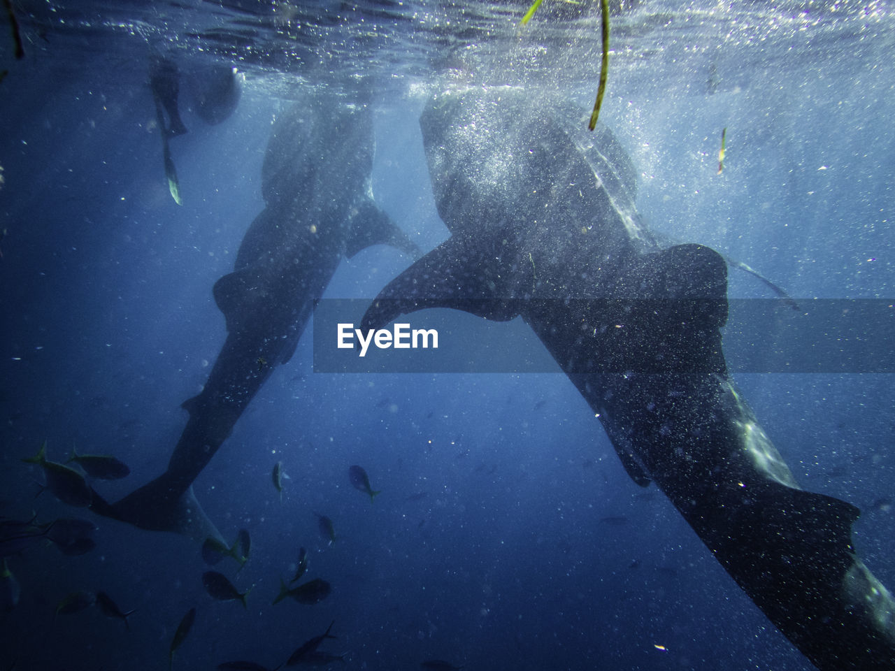 UNDERWATER VIEW OF FISH SWIMMING