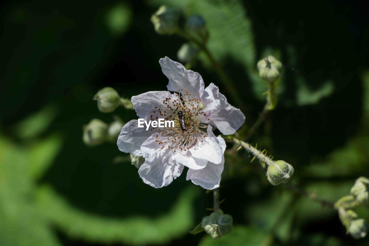 CLOSE-UP OF WHITE FLOWER