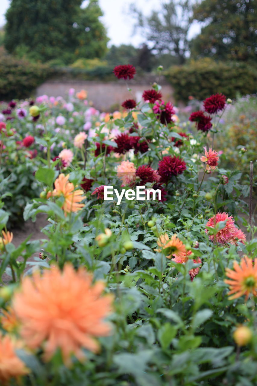 CLOSE-UP OF RED FLOWERING PLANTS ON LAND