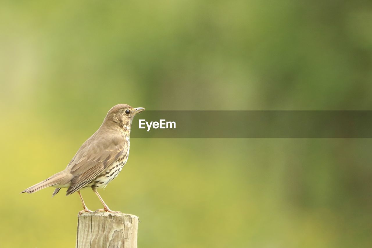 Close-up of a thrush on post