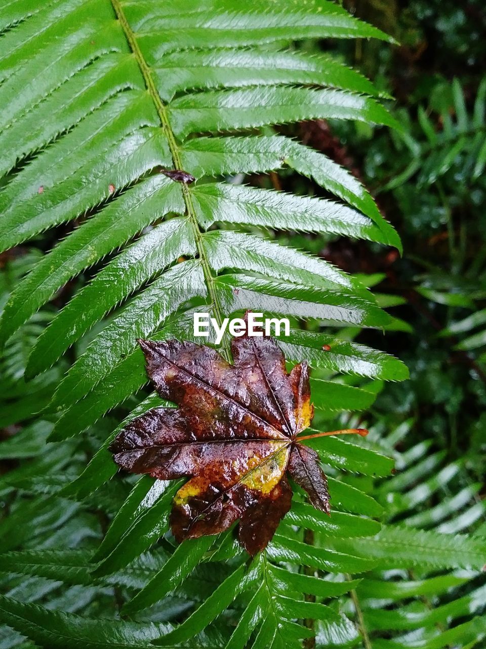 CLOSE-UP OF CATERPILLAR ON LEAF