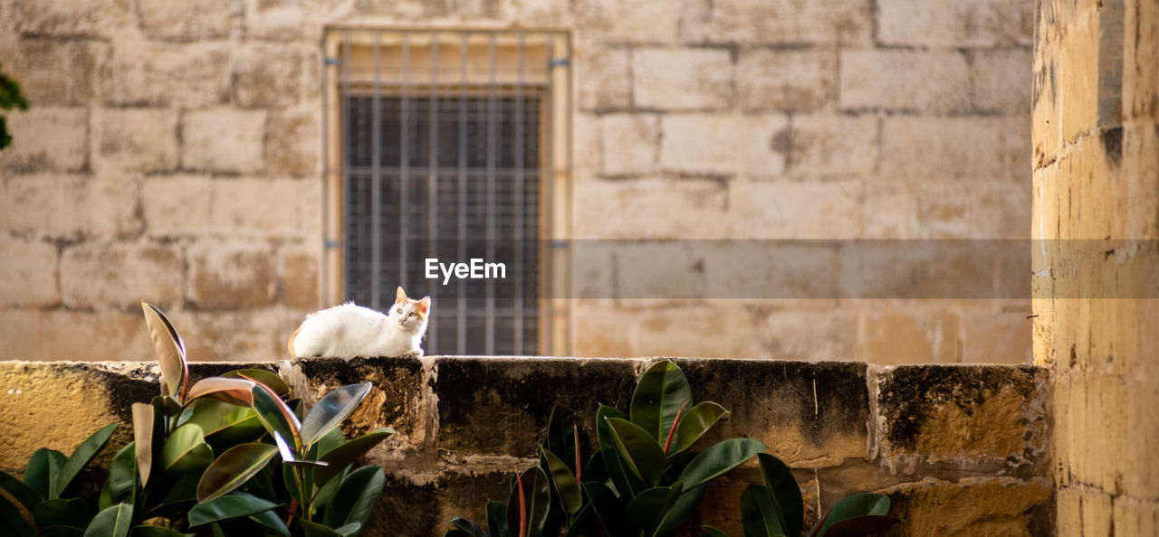 Cat on retaining wall