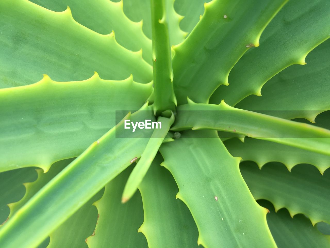 FULL FRAME SHOT OF SUCCULENT PLANTS