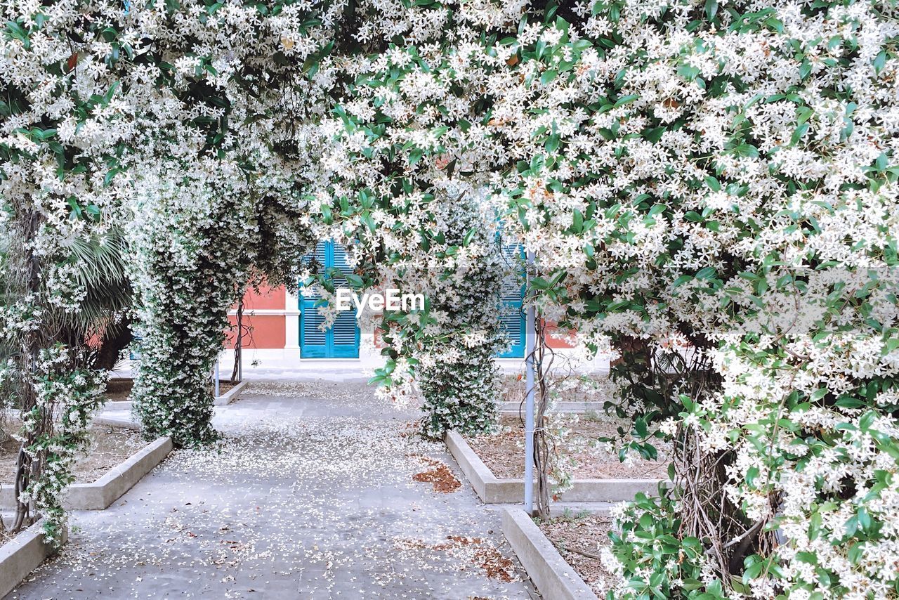 Pathway covered with white flowering plants at park