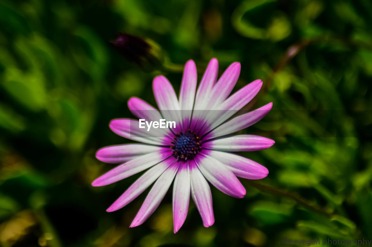 CLOSE-UP OF PINK DAISY