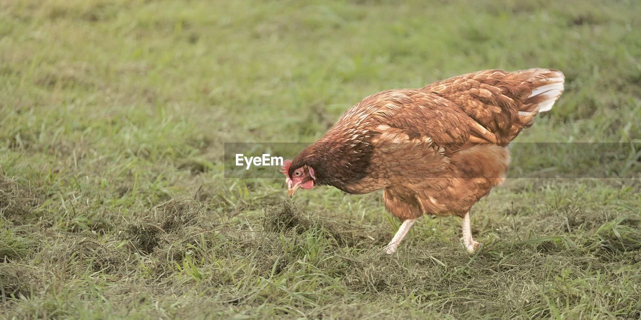 VIEW OF A BIRD ON LAND