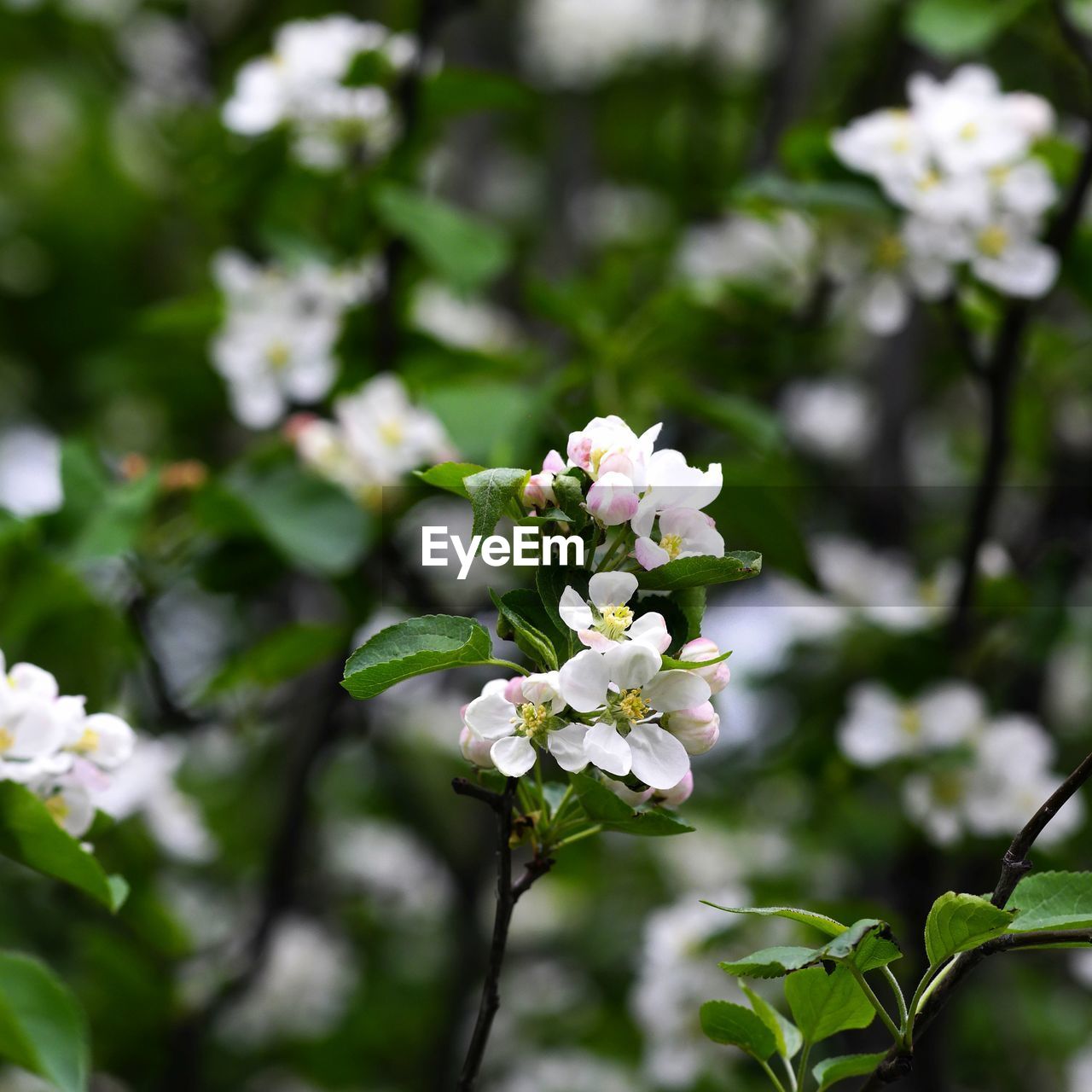 CLOSE-UP OF WHITE FLOWERING PLANT AGAINST TREES