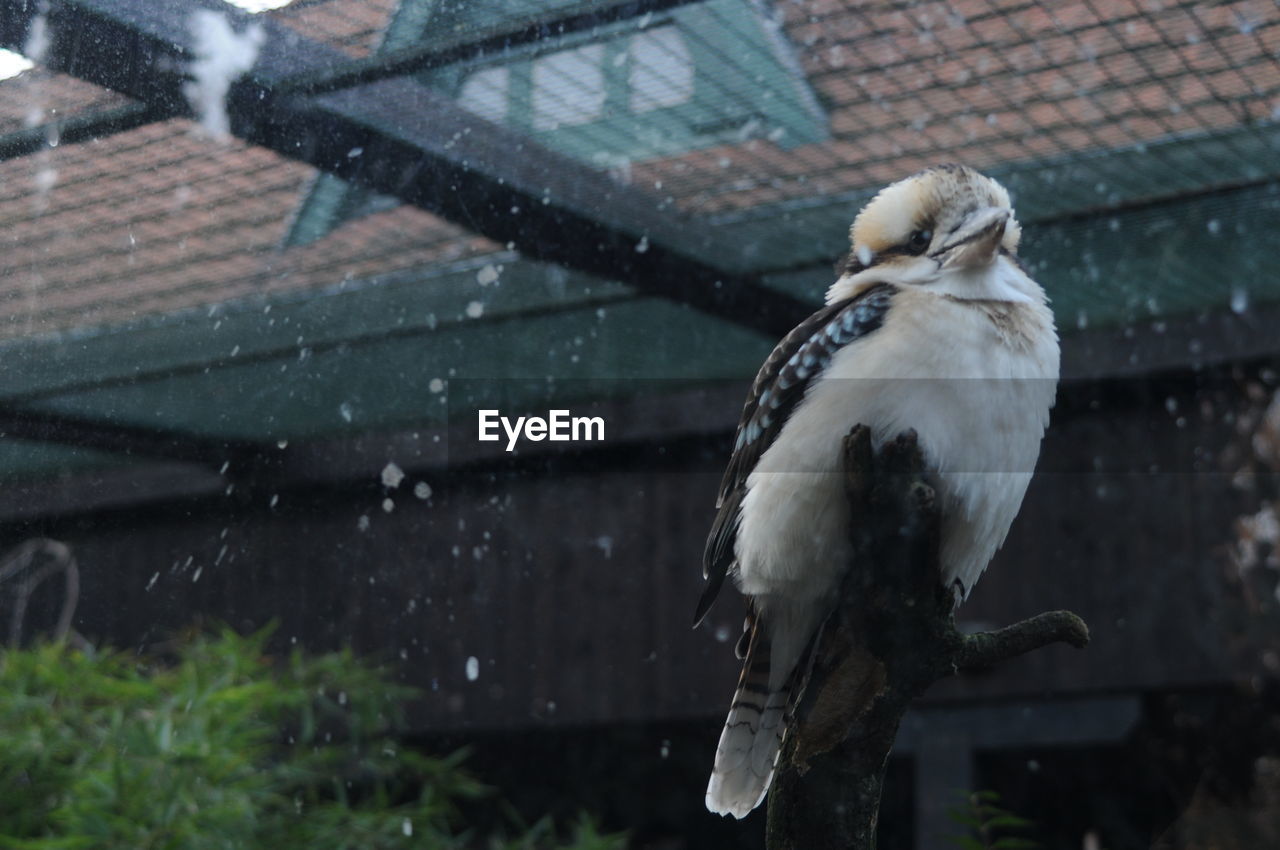 Low angle view of kookaburra perching on wood in zoo