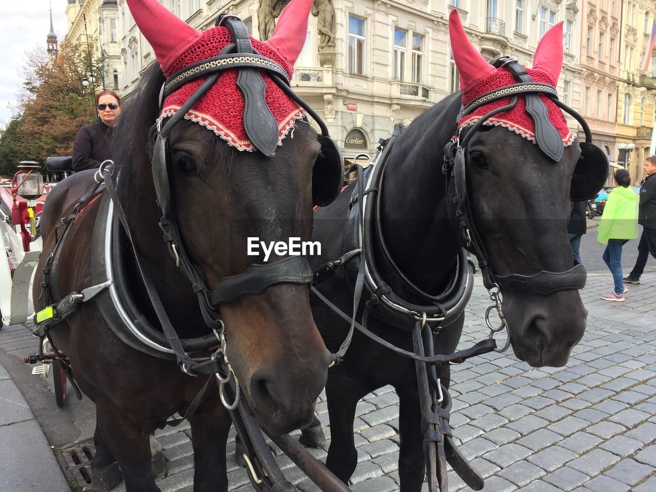 CLOSE-UP OF HORSES STANDING BY WALL