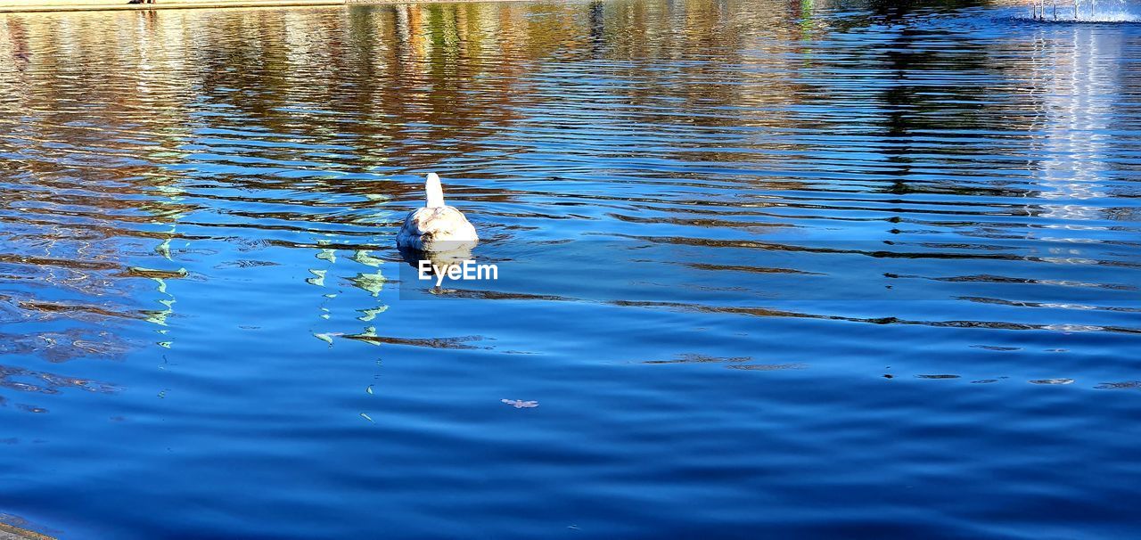 VIEW OF BIRD IN LAKE