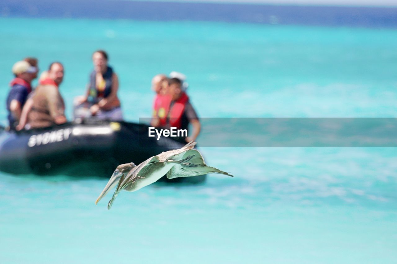 Pelican flying over sea with people sitting on boat in background