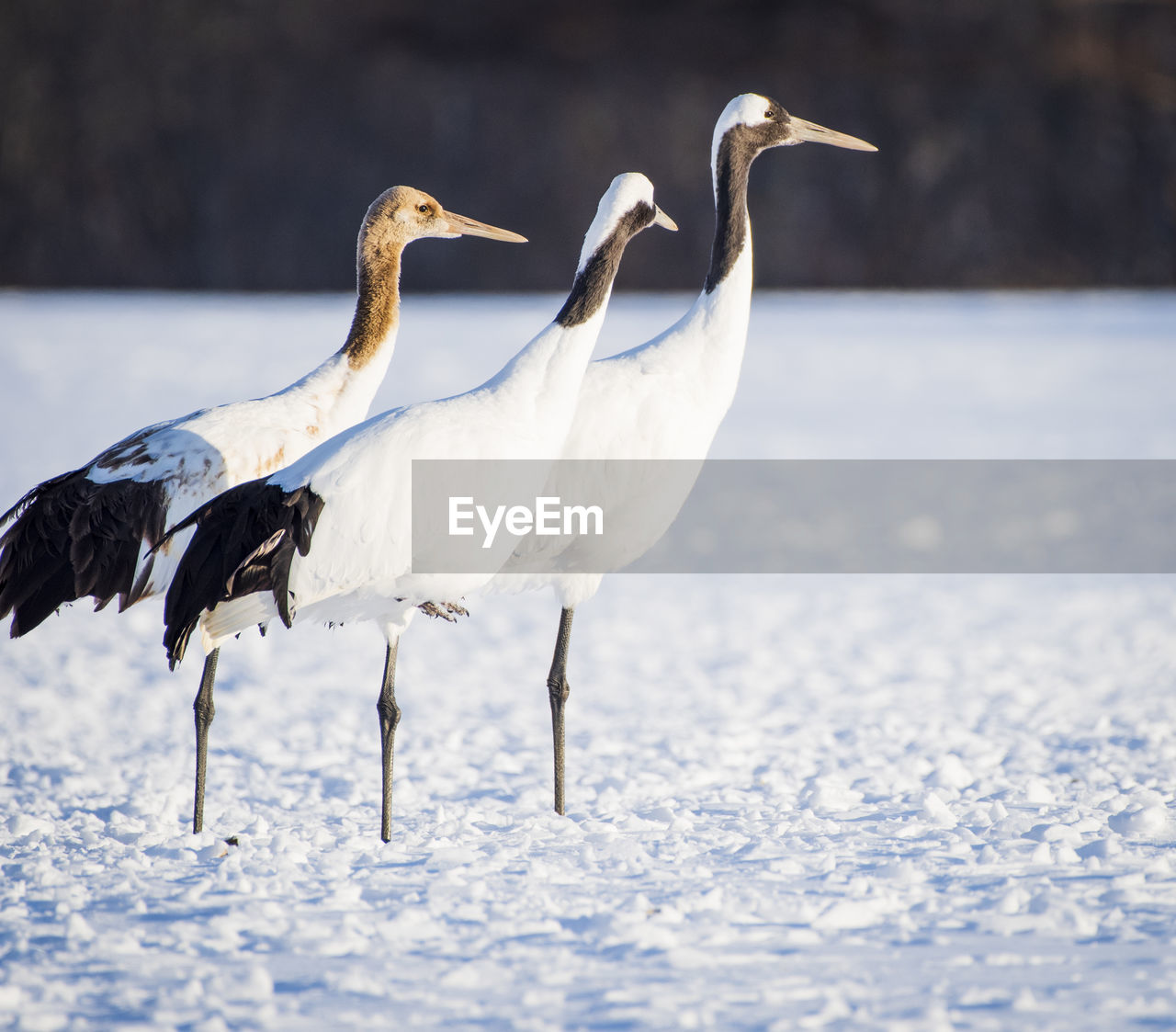 White birds on snow