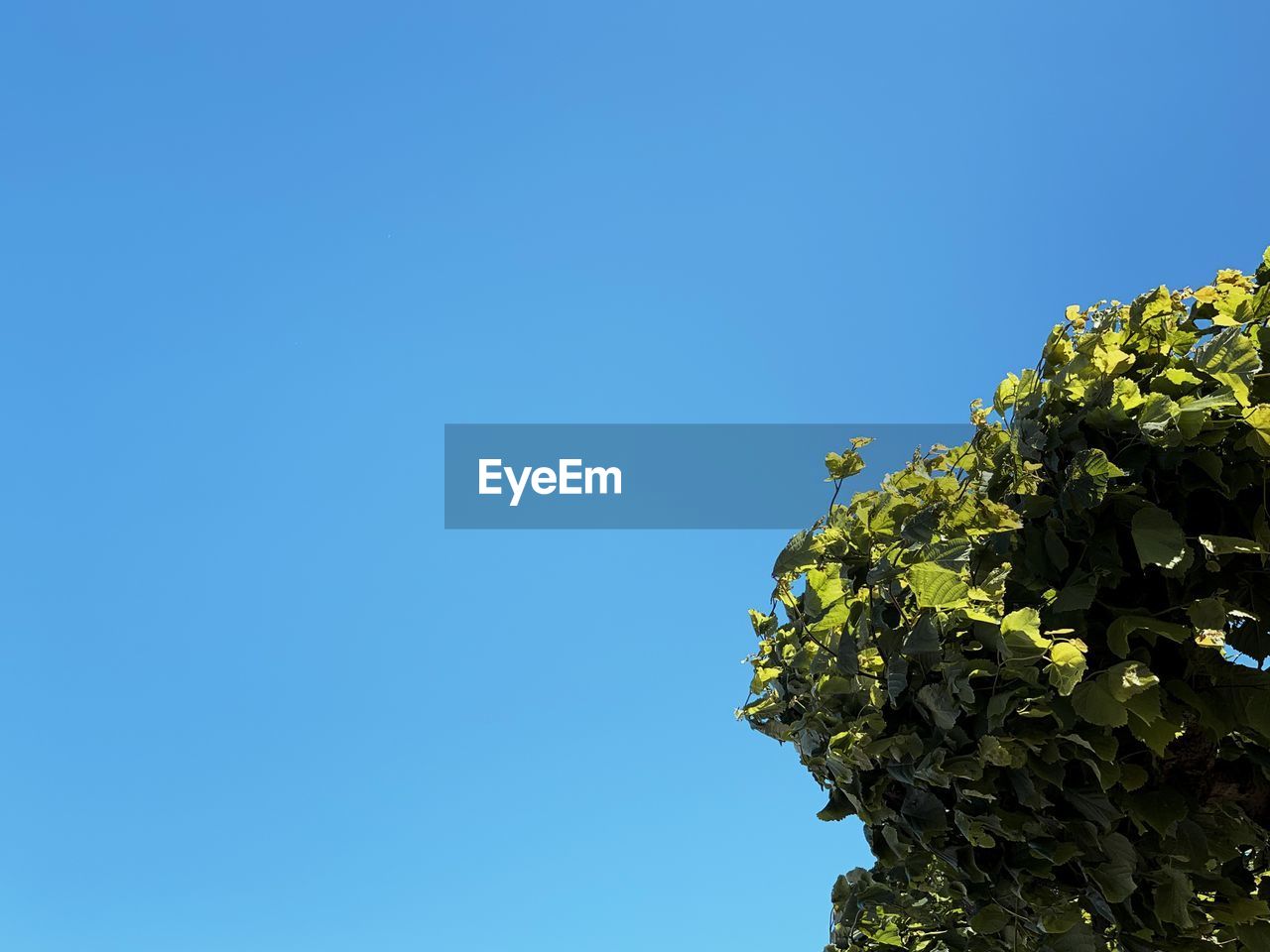 LOW ANGLE VIEW OF TREES AGAINST CLEAR BLUE SKY