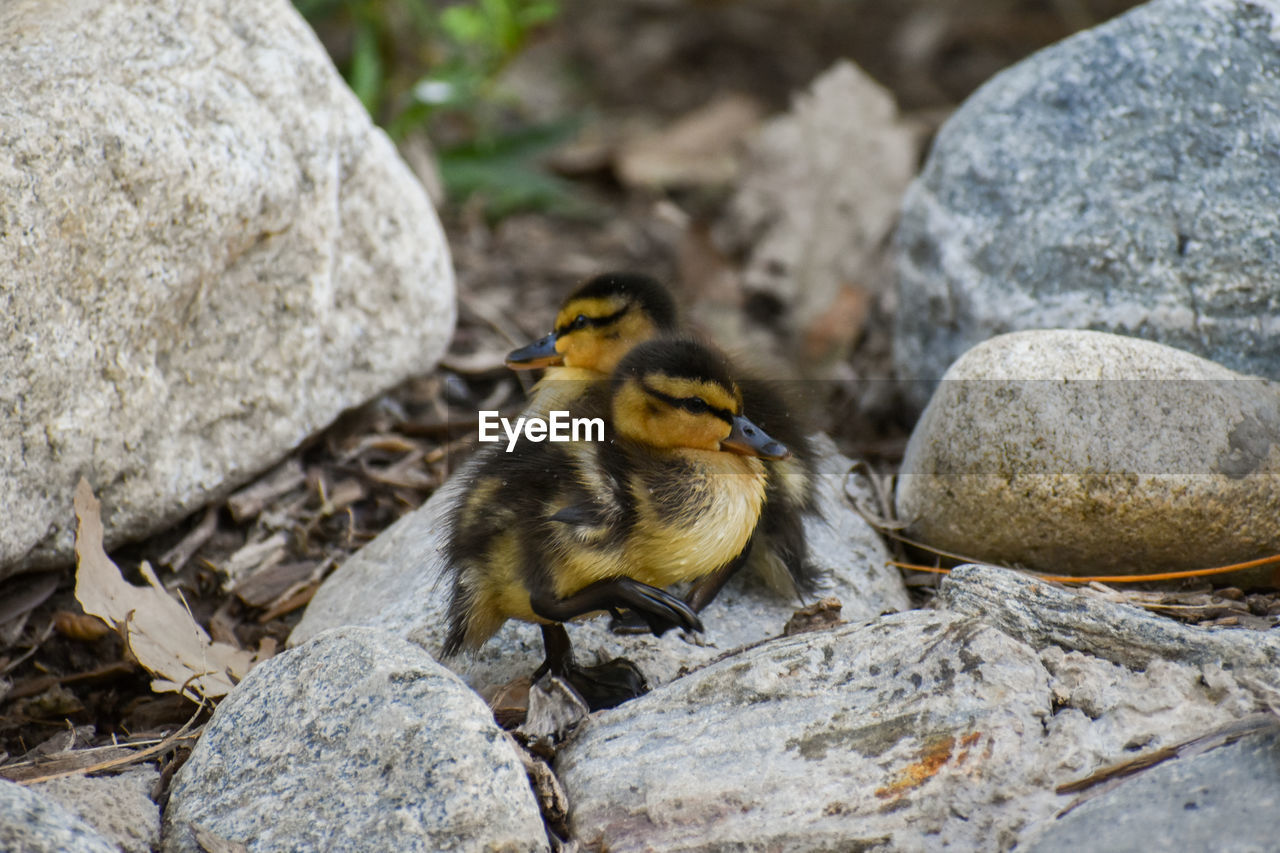 CLOSE-UP OF A BIRD