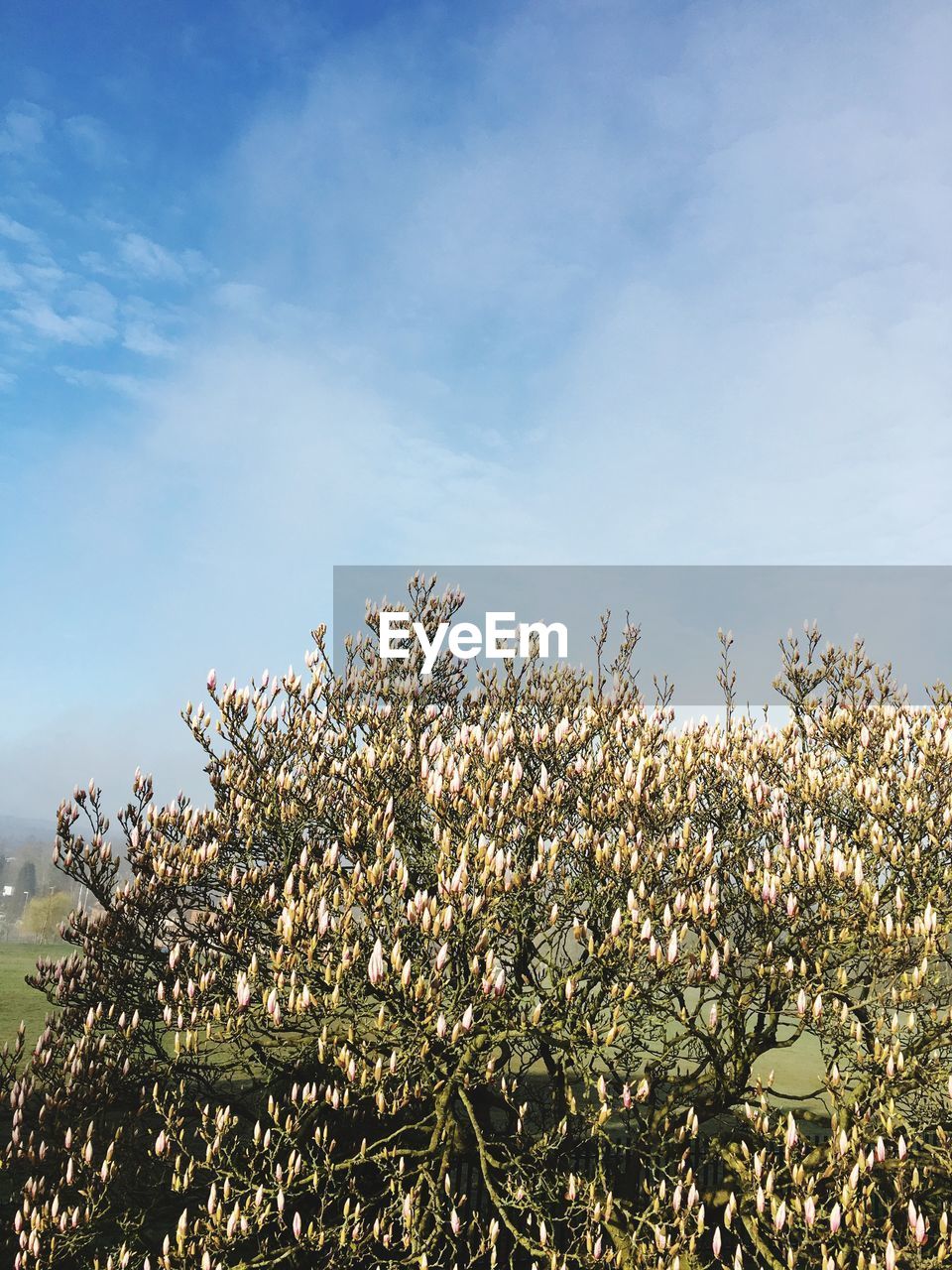 LOW ANGLE VIEW OF TREE AGAINST SKY