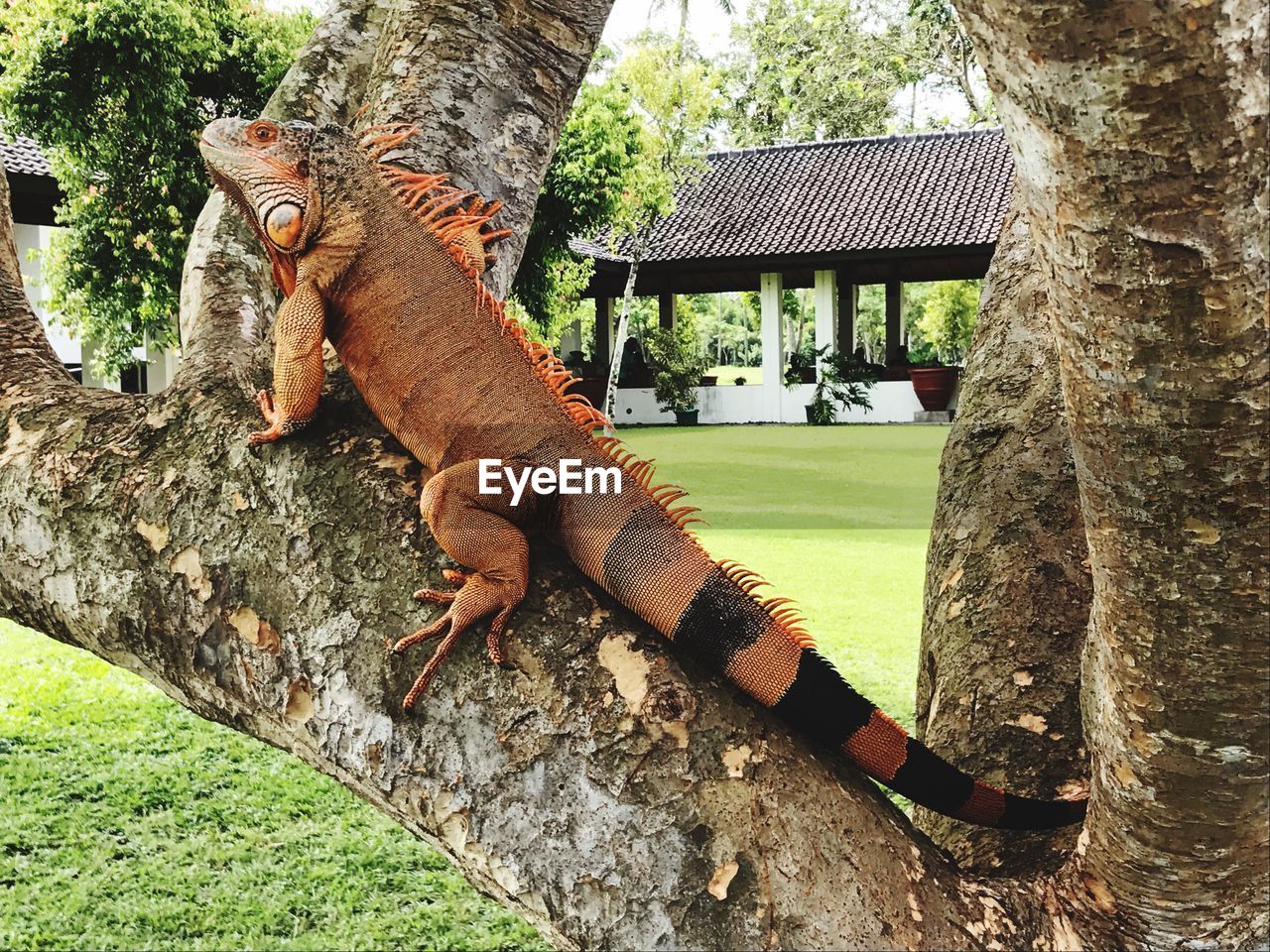 CLOSE-UP OF LIZARD ON TREE