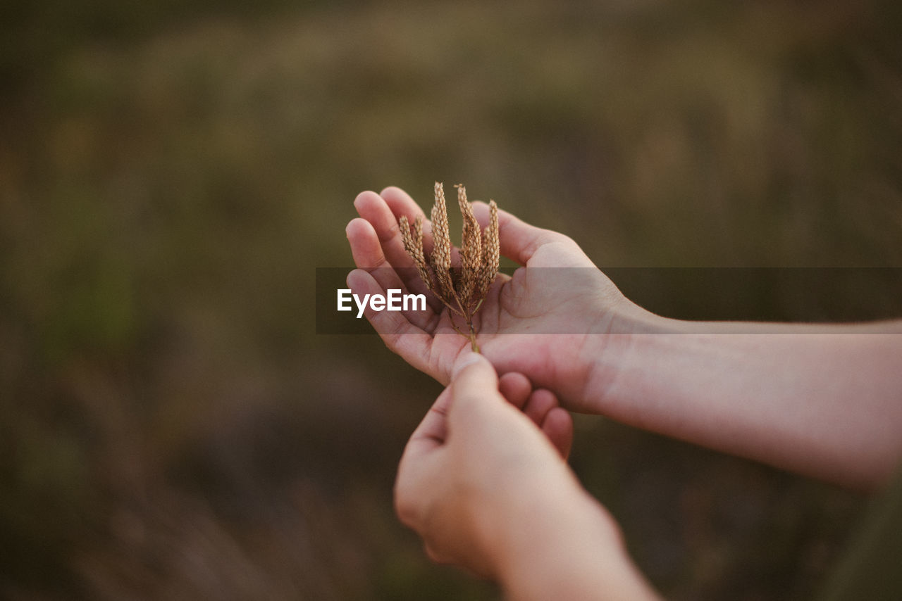 Close-up of hands holding flower