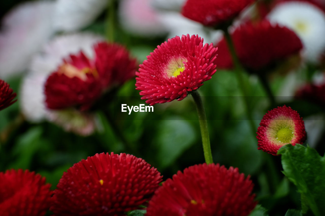 Close-up of red flowering plants