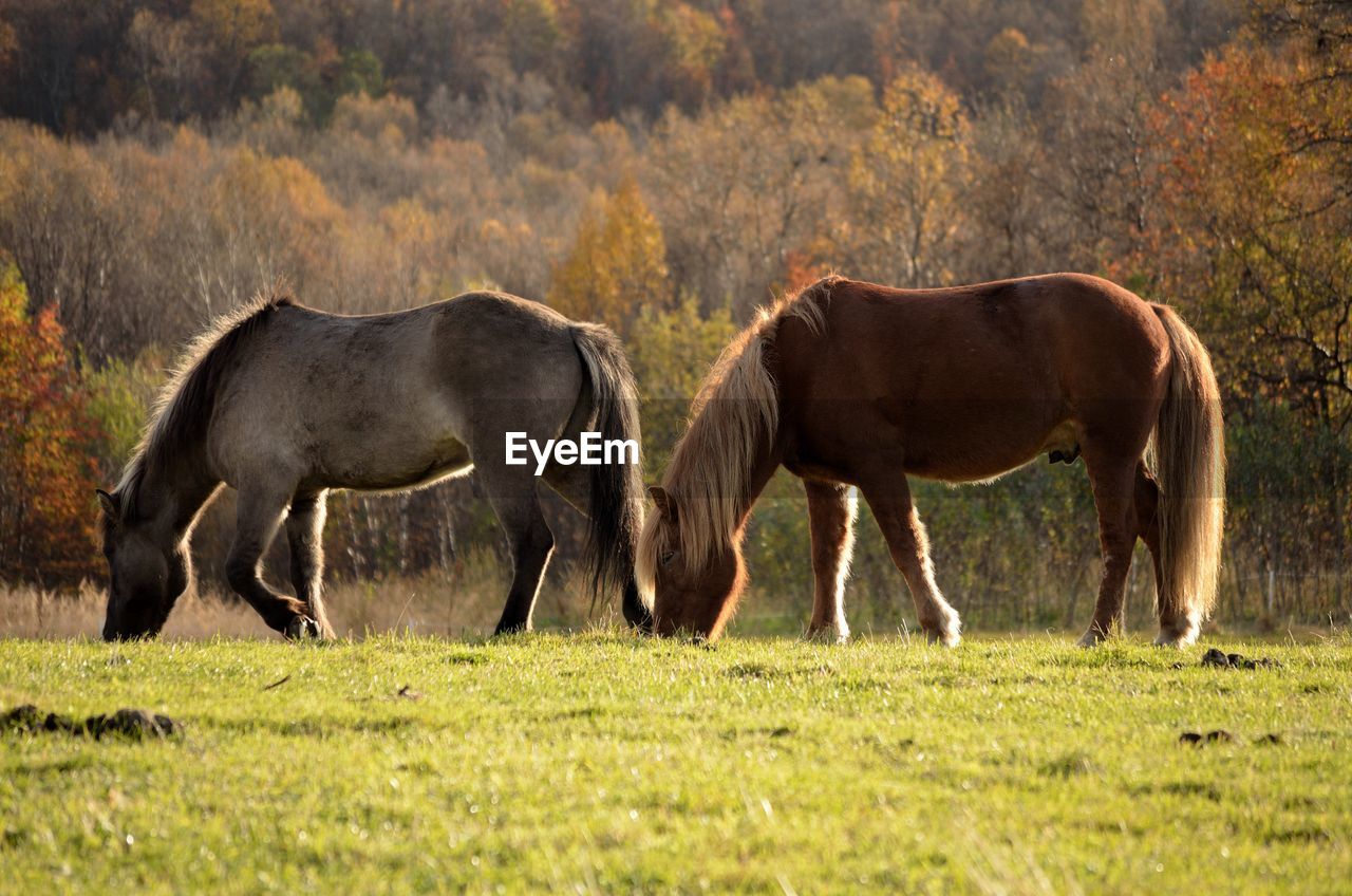 Side view of horses grazing on field 