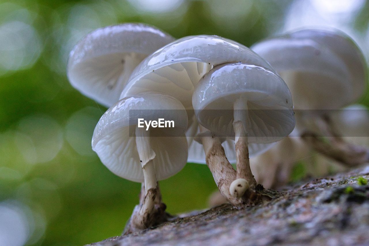 Close-up of white mushroom